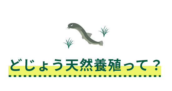 どじょう天然養殖って？