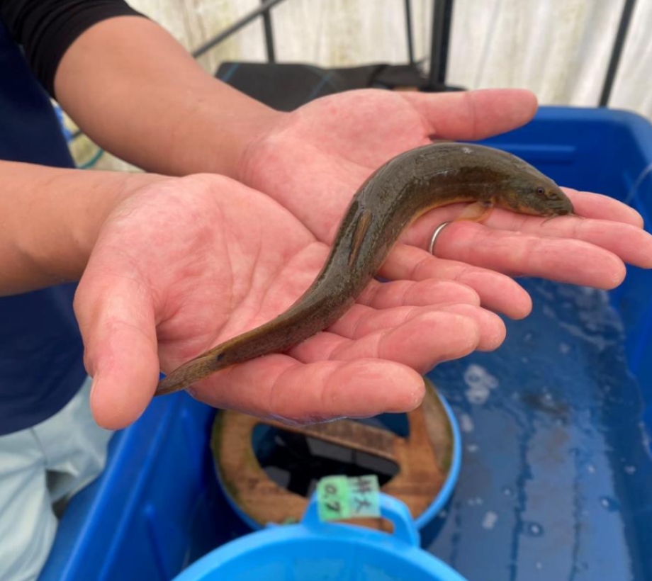 成長が早く、養殖が簡単